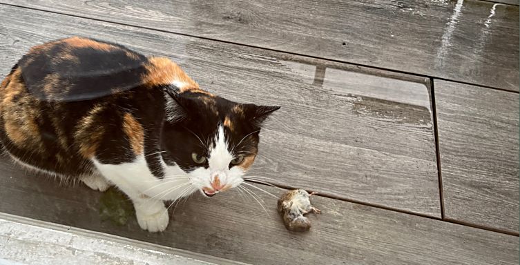 Zuma mit ihrer JagdBeute.jpg