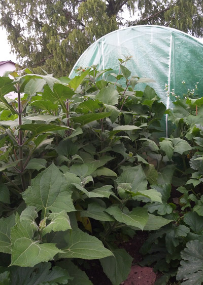 20190809_190219Yacon.jpg